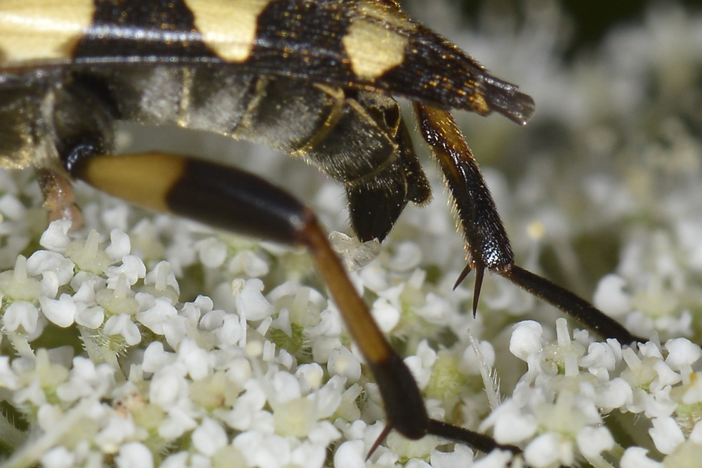 Rutpela maculata ssp. maculata - Cerambycidae